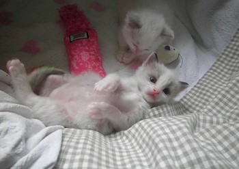 mâle seal bicolour - Chatterie Ragdolls du Val de Beauvoir